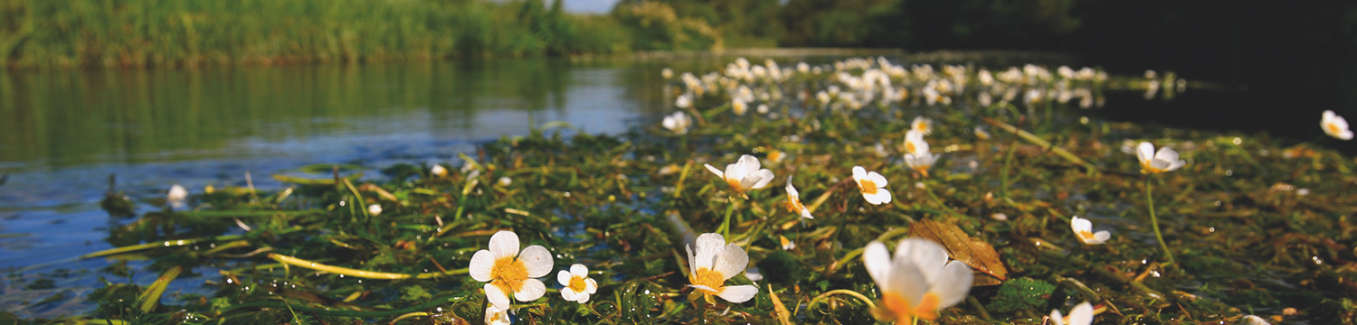 Water crowfoot