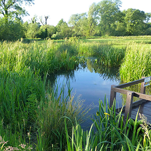 Volunteering at Stonebridge Wild River Reserve, Marlborough