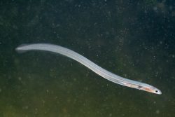 Glass eel